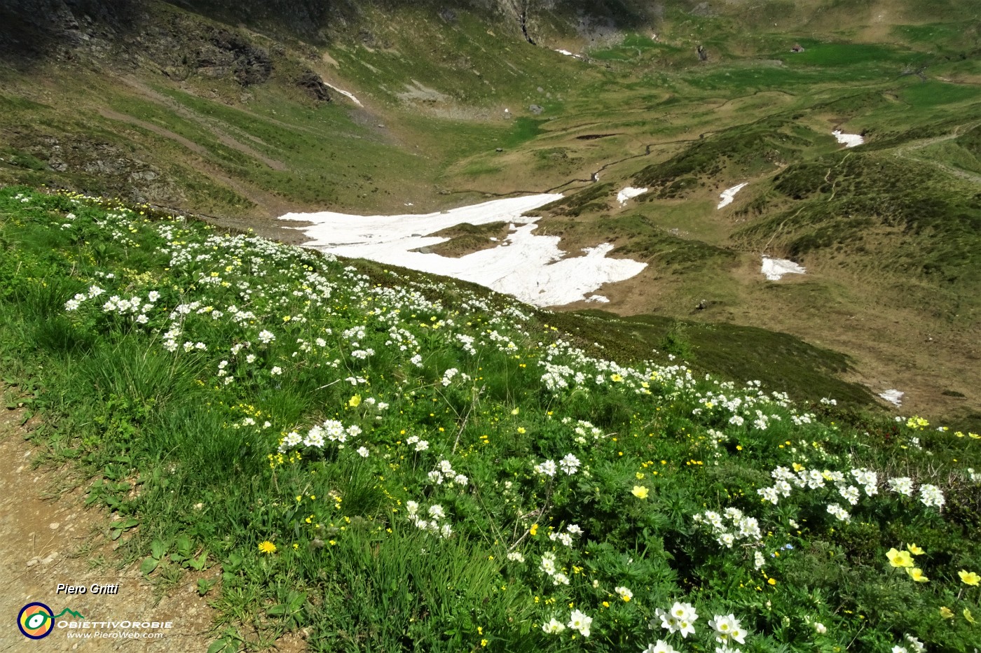 37 Splendide fioriture bianco-gialle di anemone narcissino e pulsatilla alpina sulfurea.JPG